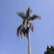 かの画像