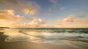 pinoの画像
