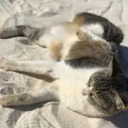 みみみの画像