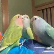 しょうりゅう