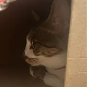 あの画像