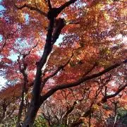 エルモの画像