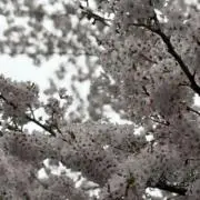 歩美の画像