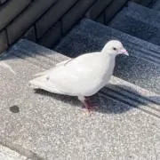 ルナスの画像
