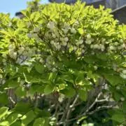koniiの画像