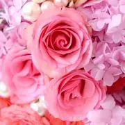 flowerの画像