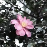 ぞーんの画像