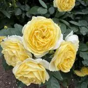 ＊Fleurs séchées＊の画像