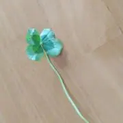 まあやの画像