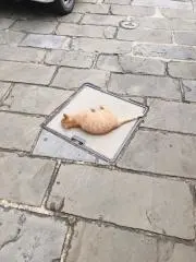 わをんの画像