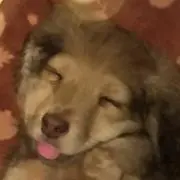 やすらー
