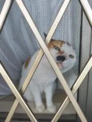 たまの画像
