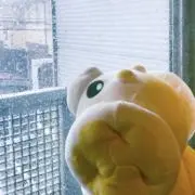 パピの画像