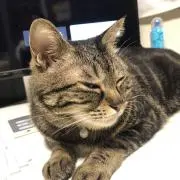 あさの画像