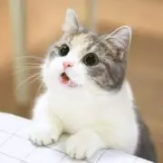 ましゅまろの画像