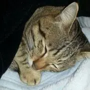 ハナちゃん