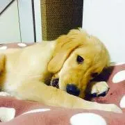 ズッコ