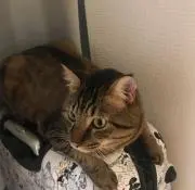 オローラの画像