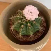 さぼてん