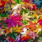 くいっくの画像