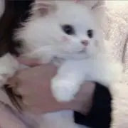yin ❤︎ 最短で6日配送の画像