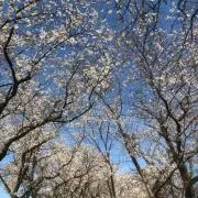 みかんの画像