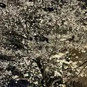 さくらの画像
