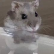 きなこ