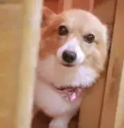 プー