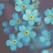 Ayumiの画像