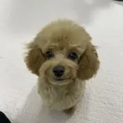 ぽんぽんの画像