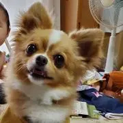 チップの画像