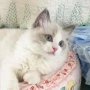 cottoncandy