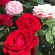 しま