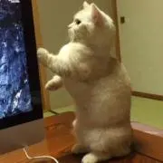 はみんぐ