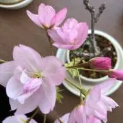 Diorの画像