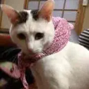 いっちんの画像