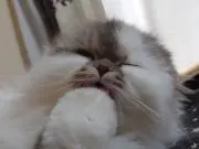 めいぷるの画像