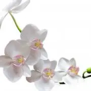 はな