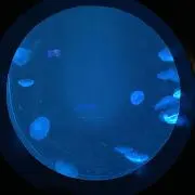 白の画像