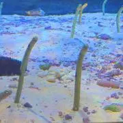 はるの画像