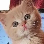 るるるの画像