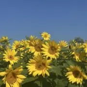 向日葵の画像
