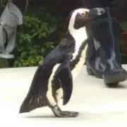 ぴぴび【プロフ確認お願いします】の画像