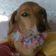 エアロ2005の画像