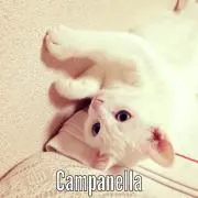Campanellaの画像