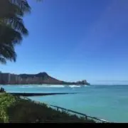 ハナの画像
