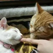 りりらら