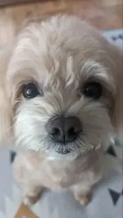 マルの画像