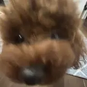 kotoの画像
